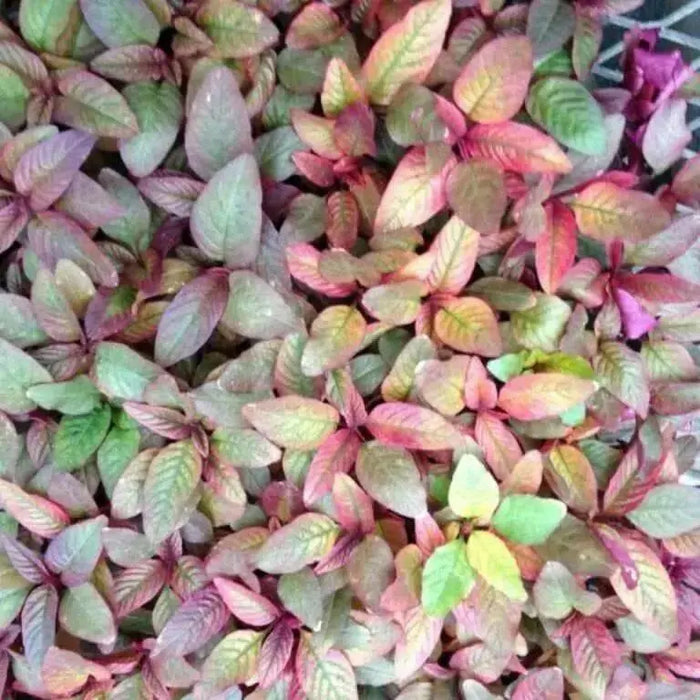 Polish Amaranth Seeds, VEGETABLE GRENS, FLOWERS - Caribbean garden seed