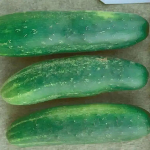 POINTSETT Cucumber Seeds .slicing cucumber,Open Pollinated vegetable - Caribbean garden seed