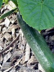 POINTSETT Cucumber Seeds .slicing cucumber,Open Pollinated vegetable - Caribbean garden seed