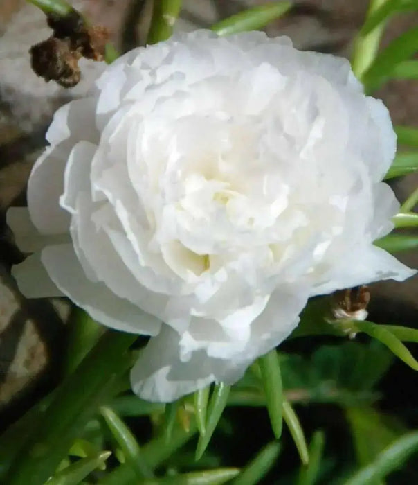 PORTULACA Moss rose DOUBLE White , Great In Containers ! - Caribbean garden seed