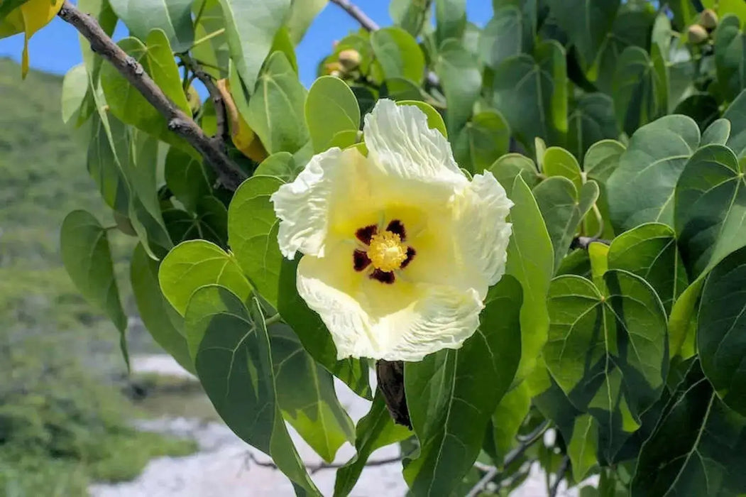 portia tree seeds, Thespesia populnea ,yellow flowers - Caribbean garden seed