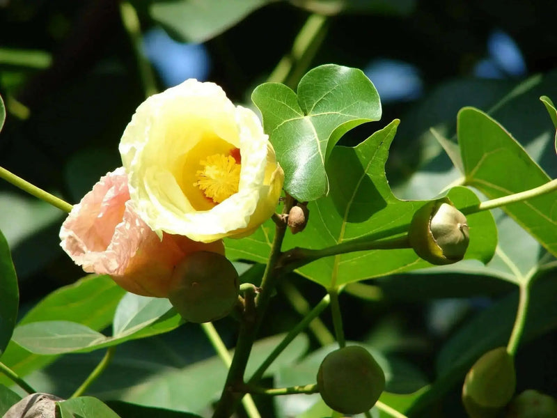portia tree seeds, Thespesia populnea ,yellow flowers - Caribbean garden seed