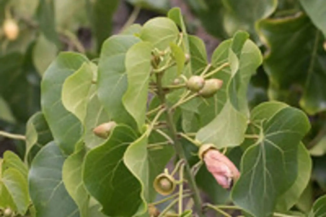 portia tree seeds, Thespesia populnea ,yellow flowers - Caribbean garden seed