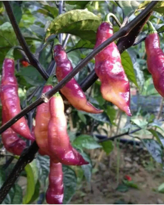 PINK TIGER ,Hot Pepper,seeds, (Capsicum chinense) very hot - Caribbean garden seed