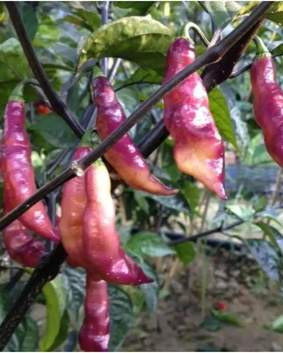 PINK TIGER ,Hot Pepper,seeds, (Capsicum chinense) very hot - Caribbean garden seed
