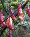 PINK TIGER ,Hot Pepper,seeds, (Capsicum chinense) very hot - Caribbean garden seed