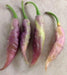 PINK TIGER ,Hot Pepper,seeds, (Capsicum chinense) very hot - Caribbean garden seed