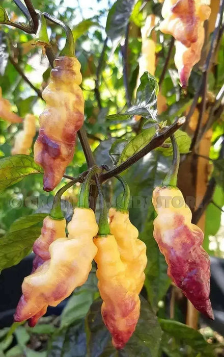 PINK TIGER ,Hot Pepper,seeds, (Capsicum chinense) very hot - Caribbean garden seed