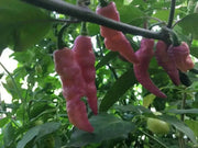 PINK TIGER ,Hot Pepper,seeds, (Capsicum chinense) very hot - Caribbean garden seed