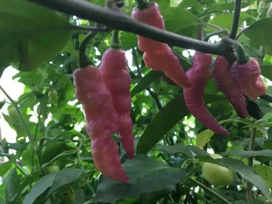 PINK TIGER ,Hot Pepper,seeds, (Capsicum chinense) very hot - Caribbean garden seed