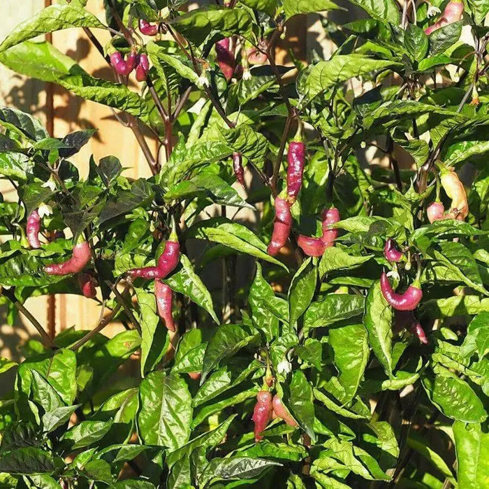 PINK TIGER ,Hot Pepper,seeds, (Capsicum chinense) very hot - Caribbean garden seed
