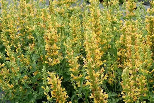 Poquito Butter Yellow (LIVE STARTER PLANTS) Dwarf Hummingbird Mint or Hyssop - Caribbean garden seed