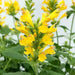 Poquito Butter Yellow (LIVE STARTER PLANTS) Dwarf Hummingbird Mint or Hyssop - Caribbean garden seed