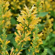 Poquito Butter Yellow (LIVE STARTER PLANTS) Dwarf Hummingbird Mint or Hyssop - Caribbean garden seed