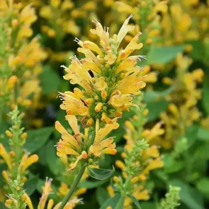 Poquito Butter Yellow (LIVE STARTER PLANTS) Dwarf Hummingbird Mint or Hyssop - Caribbean garden seed