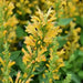 Poquito Butter Yellow (LIVE STARTER PLANTS) Dwarf Hummingbird Mint or Hyssop - Caribbean garden seed