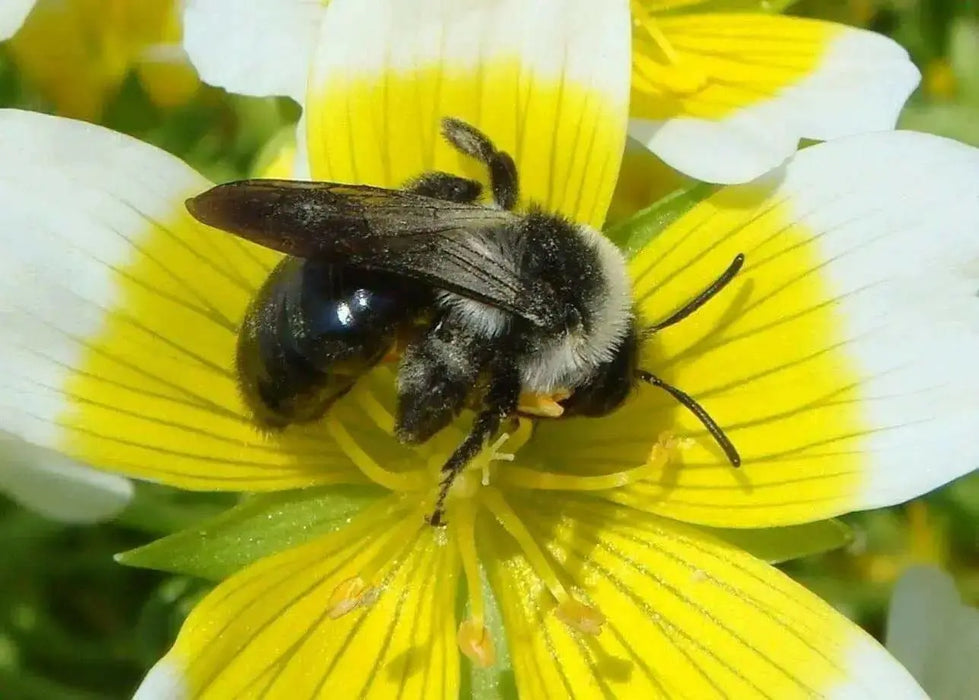 Poached egg SEEDS a.K.a Douglas' meadowfoam ,ANNUAL FLOWERS - Caribbean garden seed