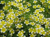Poached egg SEEDS a.K.a Douglas' meadowfoam ,ANNUAL FLOWERS - Caribbean garden seed