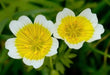 Poached egg SEEDS a.K.a Douglas' meadowfoam ,ANNUAL FLOWERS - Caribbean garden seed