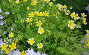 Poached egg SEEDS a.K.a Douglas' meadowfoam ,ANNUAL FLOWERS - Caribbean garden seed