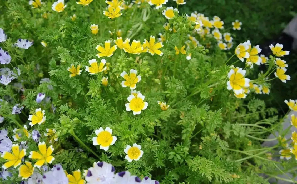 Poached egg SEEDS a.K.a Douglas' meadowfoam ,ANNUAL FLOWERS - Caribbean garden seed