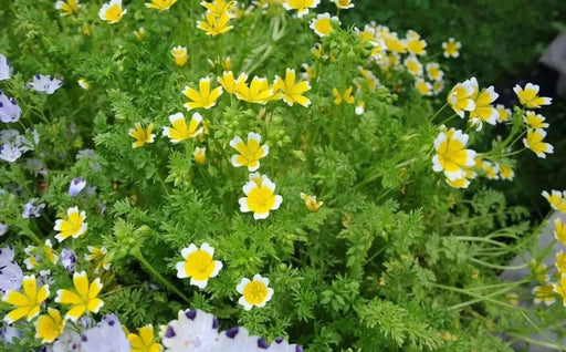 Poached egg SEEDS a.K.a Douglas' meadowfoam ,ANNUAL FLOWERS - Caribbean garden seed