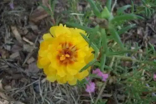 PORTULACA Moss rose   DOUBLE Yellow ~ 200 seeds - Caribbean garden seed