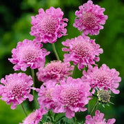 PINK MIST SCABIOSA LIVE PLANT -(2 STARTER PLANTS) PERENNIAL Flowers - Caribbean garden seed