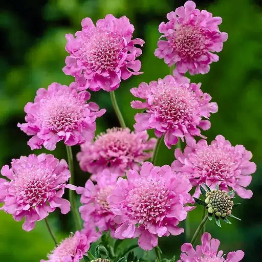 PINK MIST SCABIOSA LIVE PLANT -(2 STARTER PLANTS) PERENNIAL Flowers - Caribbean garden seed