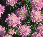 PINK MIST SCABIOSA LIVE PLANT -(2 STARTER PLANTS) PERENNIAL Flowers - Caribbean garden seed