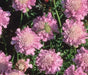 PINK MIST SCABIOSA LIVE PLANT -(2 STARTER PLANTS) PERENNIAL Flowers - Caribbean garden seed