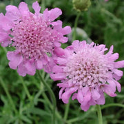 PINK MIST SCABIOSA LIVE PLANT -(2 STARTER PLANTS) PERENNIAL Flowers - Caribbean garden seed