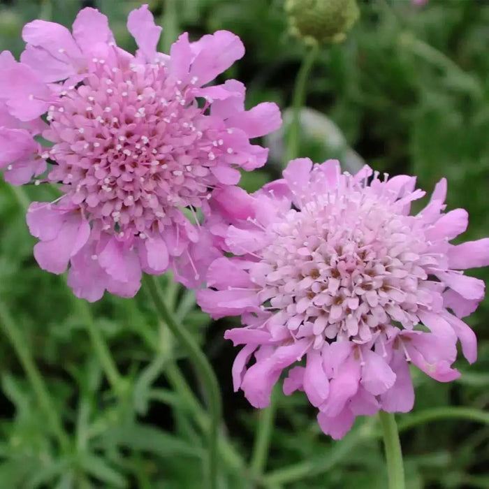 PINK MIST SCABIOSA LIVE PLANT -(2 STARTER PLANTS) PERENNIAL Flowers - Caribbean garden seed