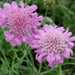 PINK MIST SCABIOSA LIVE PLANT -(2 STARTER PLANTS) PERENNIAL Flowers - Caribbean garden seed