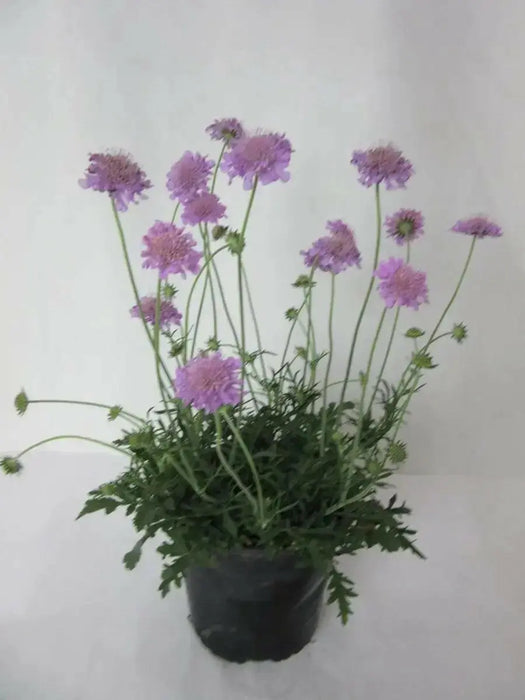 PINK MIST SCABIOSA LIVE PLANT -(2 STARTER PLANTS) PERENNIAL Flowers - Caribbean garden seed