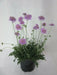PINK MIST SCABIOSA LIVE PLANT -(2 STARTER PLANTS) PERENNIAL Flowers - Caribbean garden seed