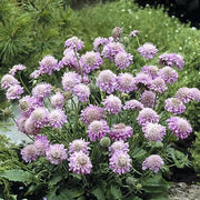 PINK MIST SCABIOSA LIVE PLANT -(2 STARTER PLANTS) PERENNIAL Flowers - Caribbean garden seed
