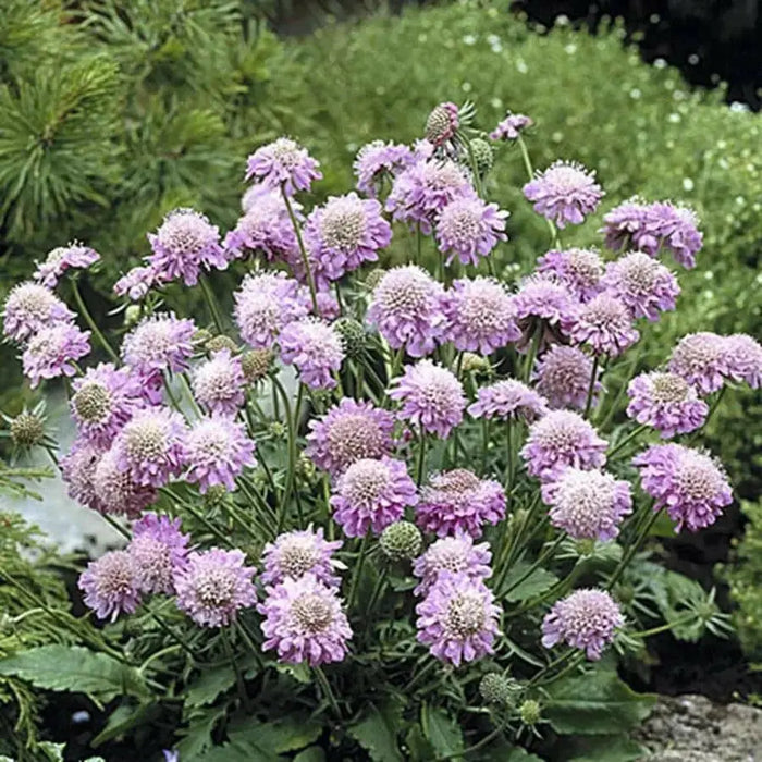 PINK MIST SCABIOSA LIVE PLANT -(2 STARTER PLANTS) PERENNIAL Flowers - Caribbean garden seed