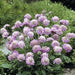 PINK MIST SCABIOSA LIVE PLANT -(2 STARTER PLANTS) PERENNIAL Flowers - Caribbean garden seed