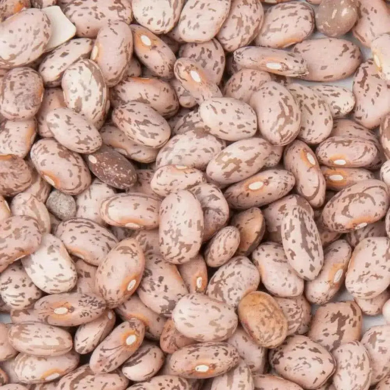 Pinto Bean Seeds ,Shell & Dry BUSH Bean -Organic - Caribbean garden seed