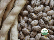 Pinto Bean Seeds ,Shell & Dry BUSH Bean -Organic - Caribbean garden seed