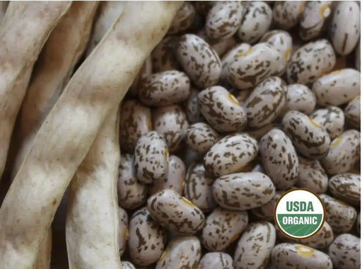 Pinto Bean Seeds ,Shell & Dry BUSH Bean -Organic - Caribbean garden seed