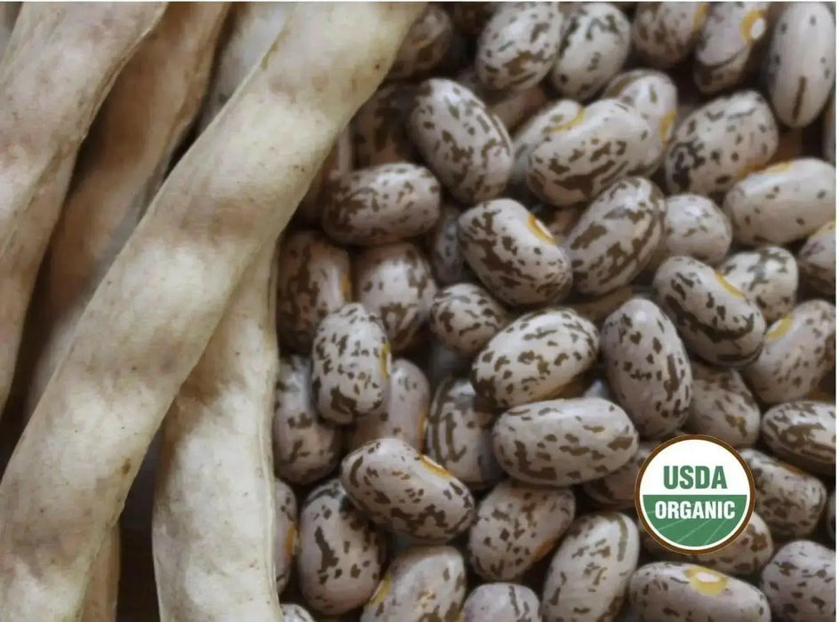 Pinto Bean Seeds ,Shell & Dry BUSH Bean -Organic - Caribbean garden seed
