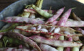 Pinto Bean Seeds ,Shell & Dry BUSH Bean -Organic - Caribbean garden seed
