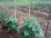 Pinto Bean Seeds ,Shell & Dry BUSH Bean -Organic - Caribbean garden seed