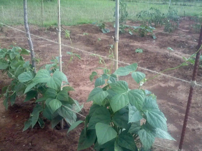 Pinto Bean Seeds ,Shell & Dry BUSH Bean -Organic - Caribbean garden seed