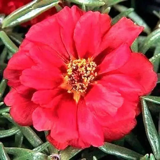 Portulaca , Moss Rose~RED,display of long-lasting, tropical color. Great In Containers ! - Caribbean garden seed