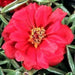 Portulaca , Moss Rose~RED,display of long-lasting, tropical color. Great In Containers ! - Caribbean garden seed