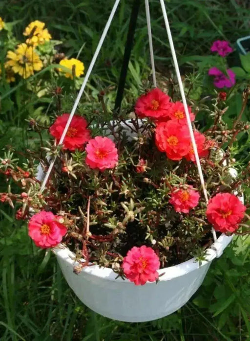 Portulaca , Moss Rose~RED,display of long-lasting, tropical color. Great In Containers ! - Caribbean garden seed