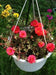 Portulaca , Moss Rose~RED,display of long-lasting, tropical color. Great In Containers ! - Caribbean garden seed